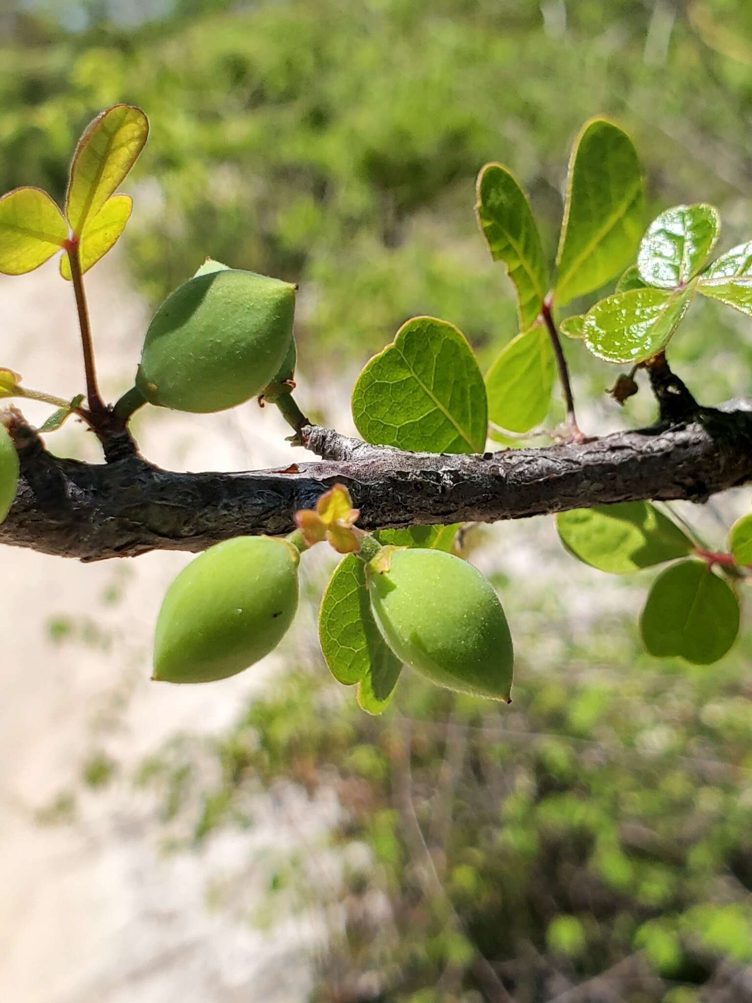 Image of Commiphora orbicularis Engl.