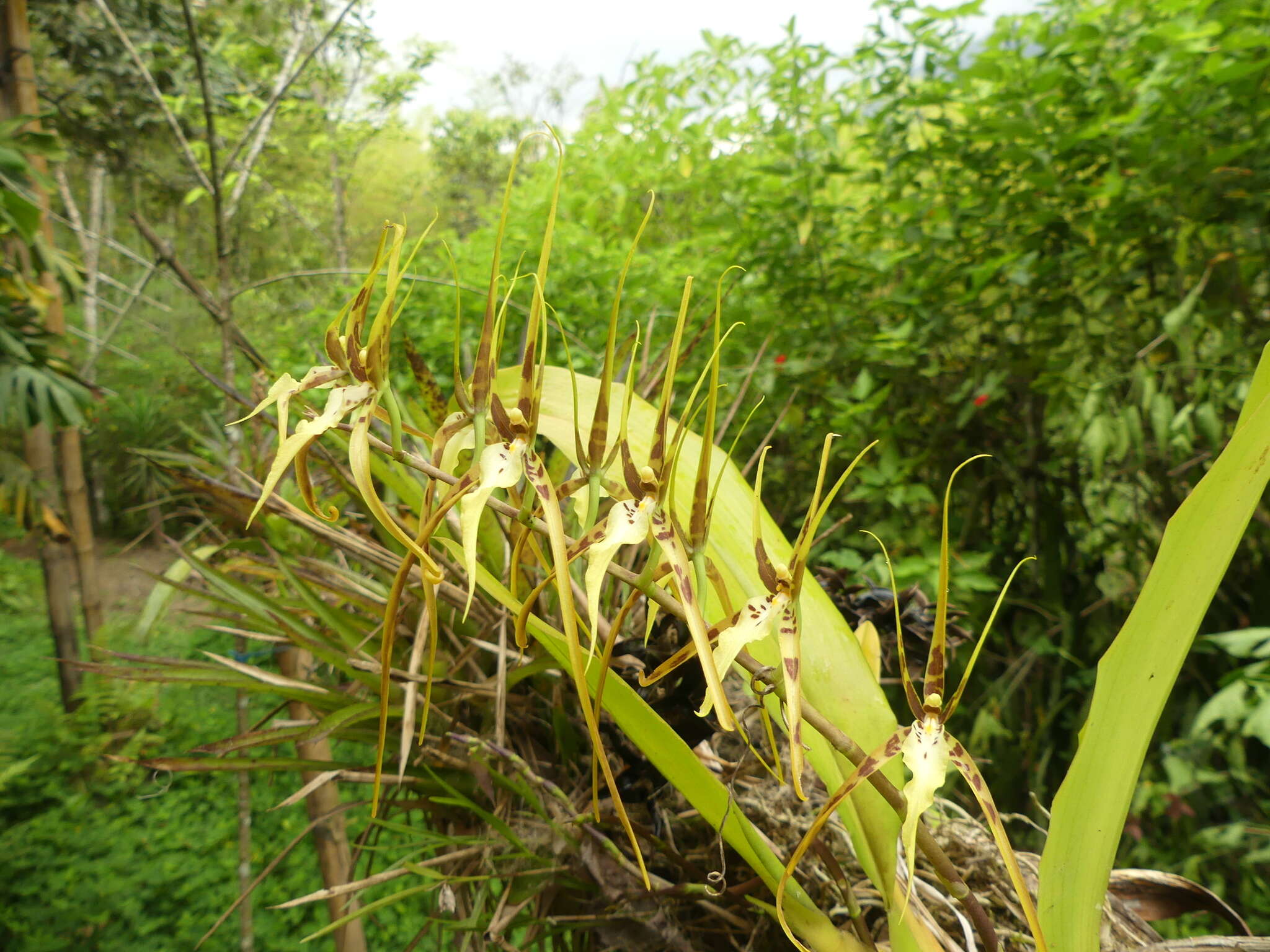 Brassia arcuigera Rchb. fil. resmi