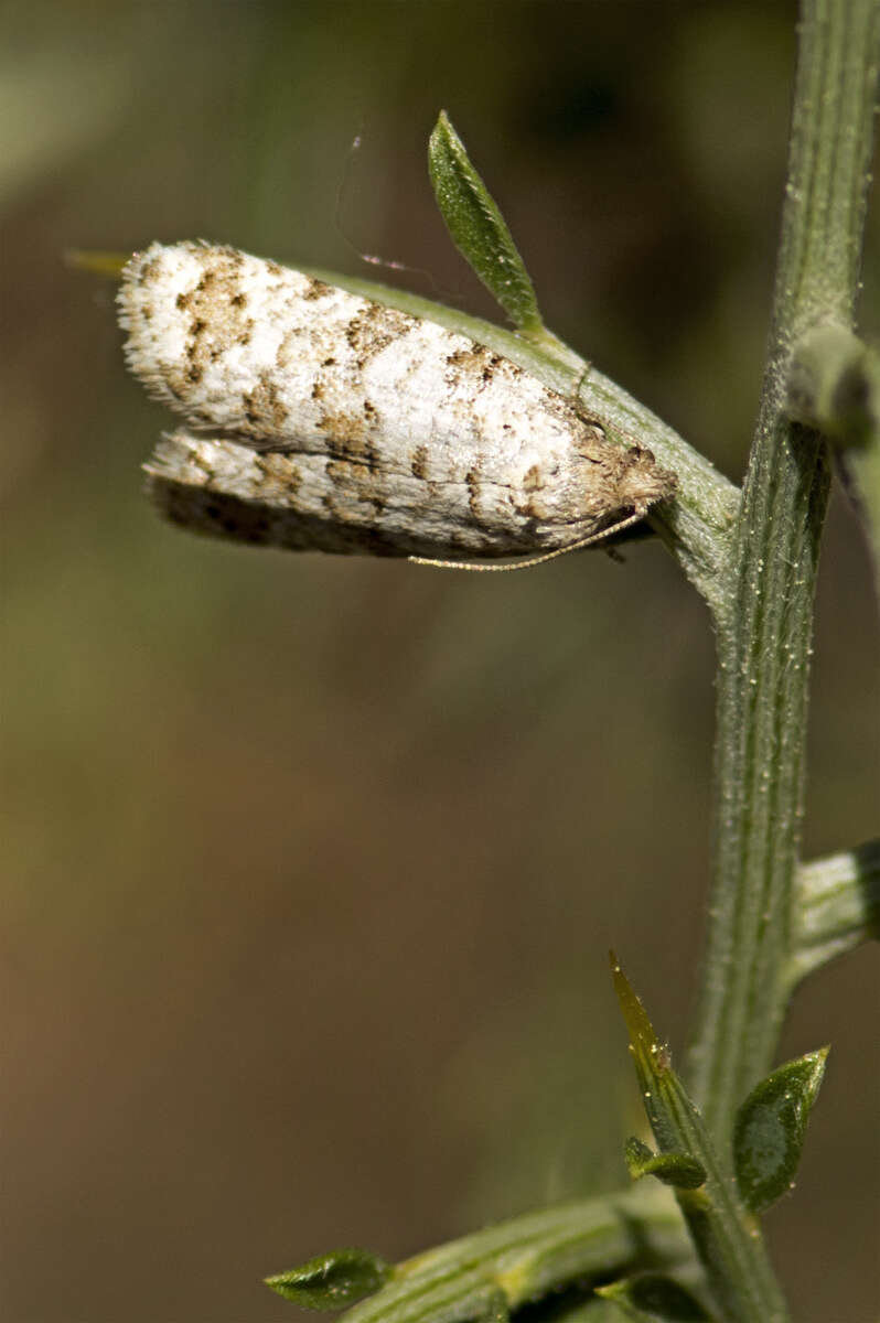 Image of Isotrias stramentana Guenée 1845