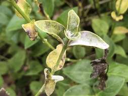 Plancia ëd Puccinia vincae (DC.) Berk. 1836