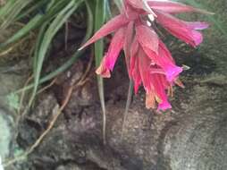 Image of Tillandsia geminiflora Brongn.