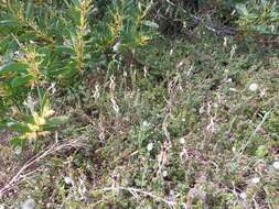 Image of Rigid spider orchid