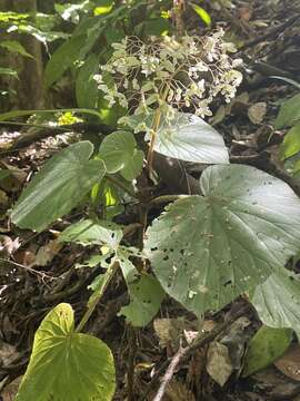 Image of Begonia corredorana C. DC.