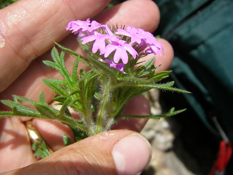 Image of Dakota mock vervain