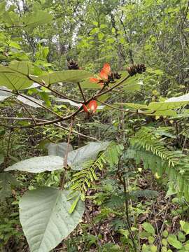 Plancia ëd Erythrina breviflora DC.