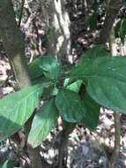 Wendlandia uvariifolia Hance resmi