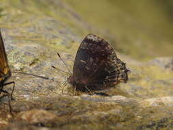 Image of Ocaria ocrisia (Hewitson 1868)