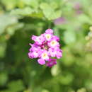 Image de Lantana megapotamica (Spreng.) Tronc.