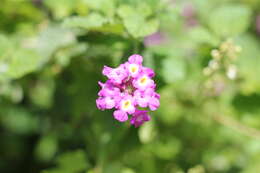 Image of Lantana megapotamica (Spreng.) Tronc.