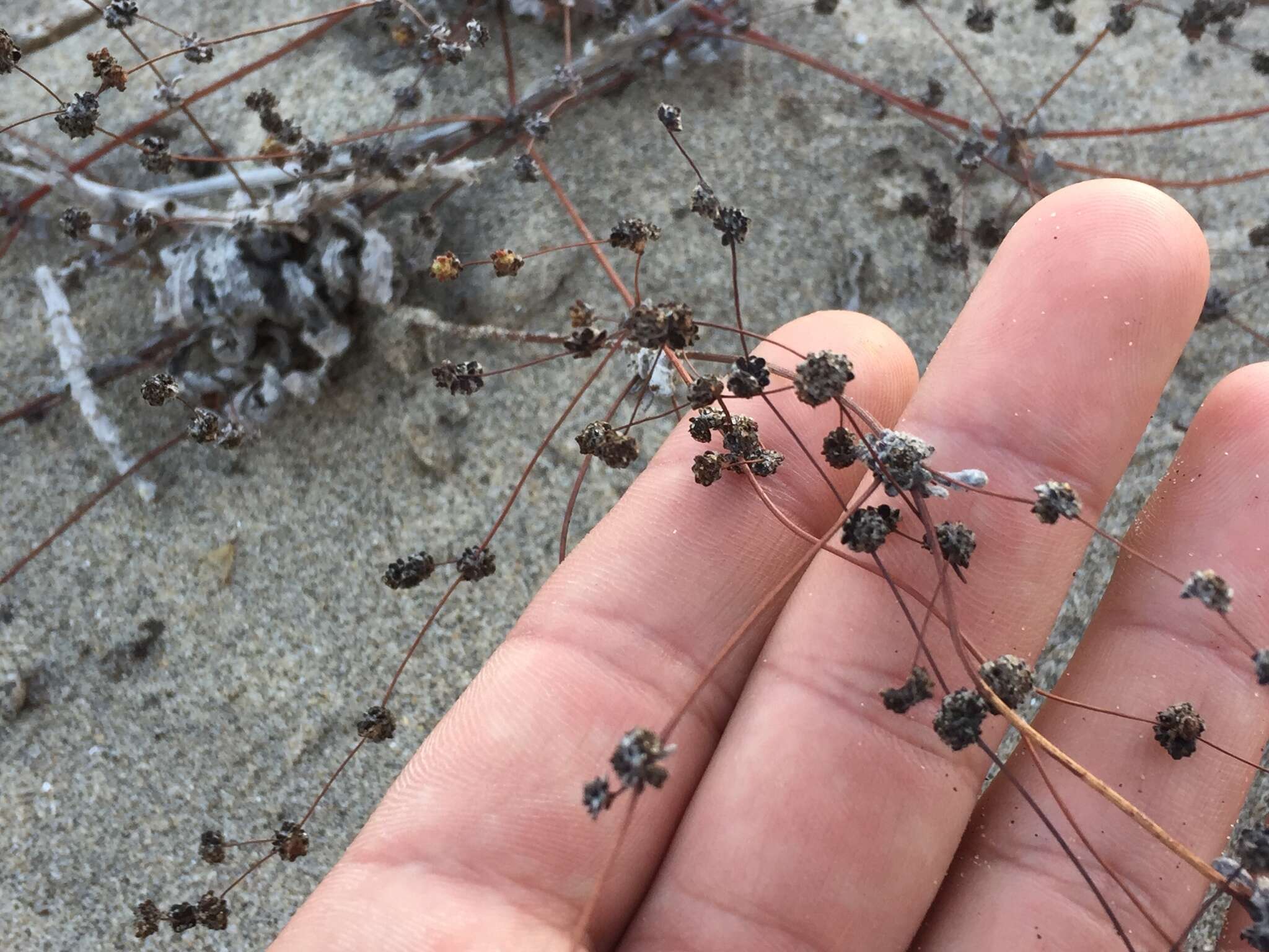 Image of cottonheads