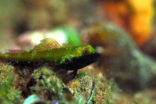 Image of Black-throated Triplefin