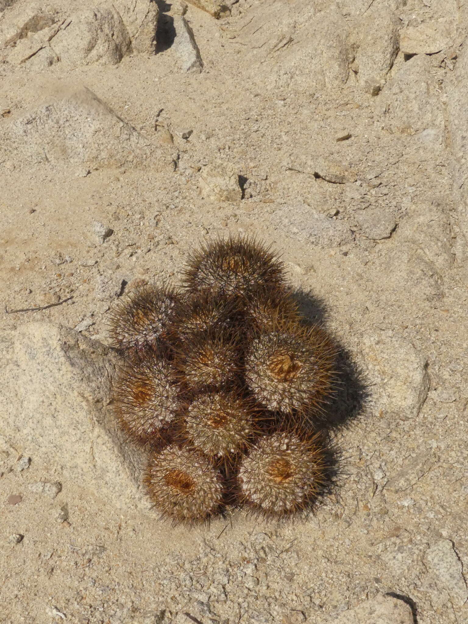 Image of Copiapoa longistaminea F. Ritter