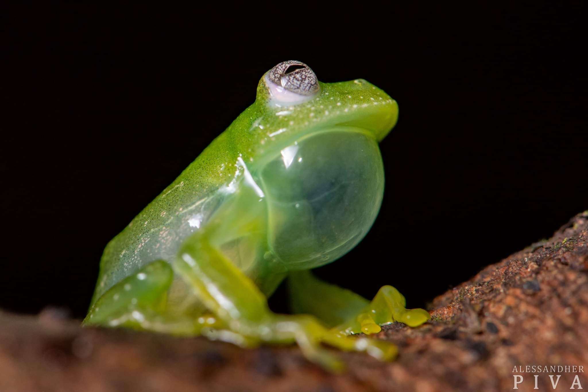 Image of Humboldt's Glass Frog