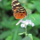 Image of Ithomia celemia plaginota Butler & Druce 1872