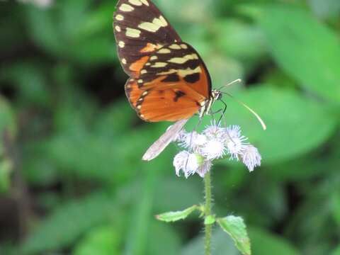 Image of Ithomia celemia Hewitson 1853