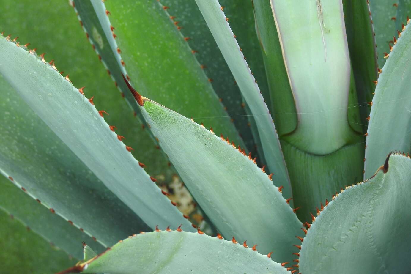 Image of Agave hiemiflora Gentry