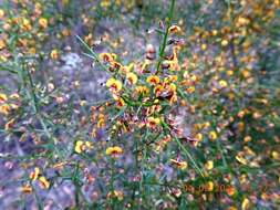 Image of Daviesia genistifolia Benth.