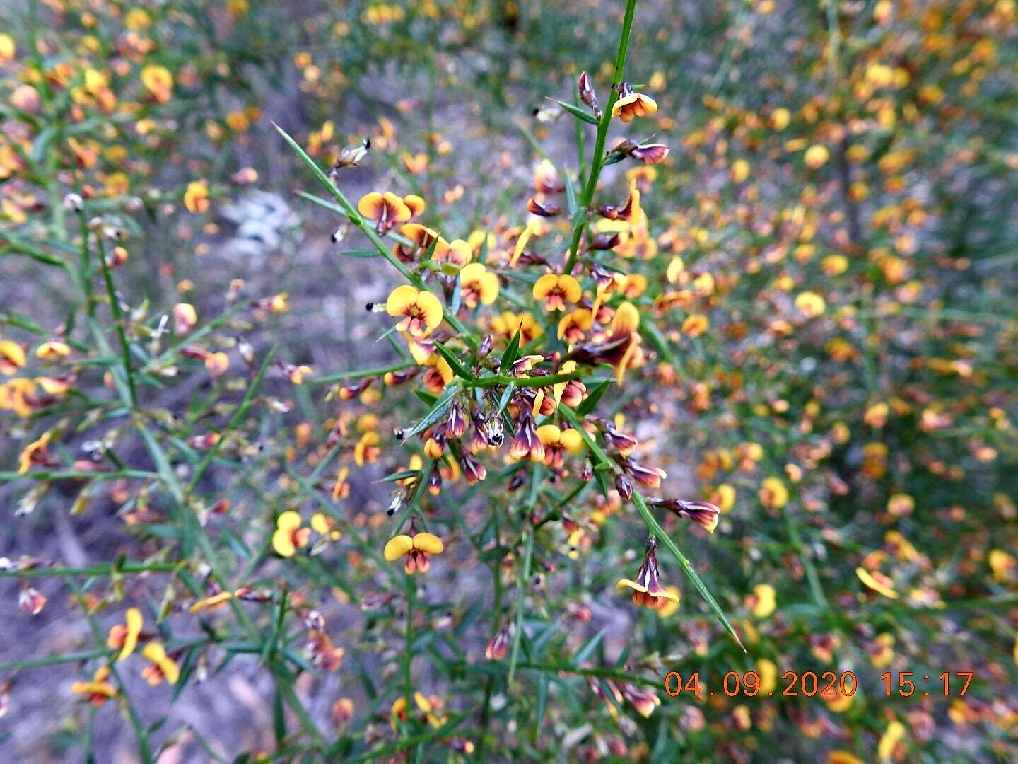 Image of Daviesia genistifolia Benth.