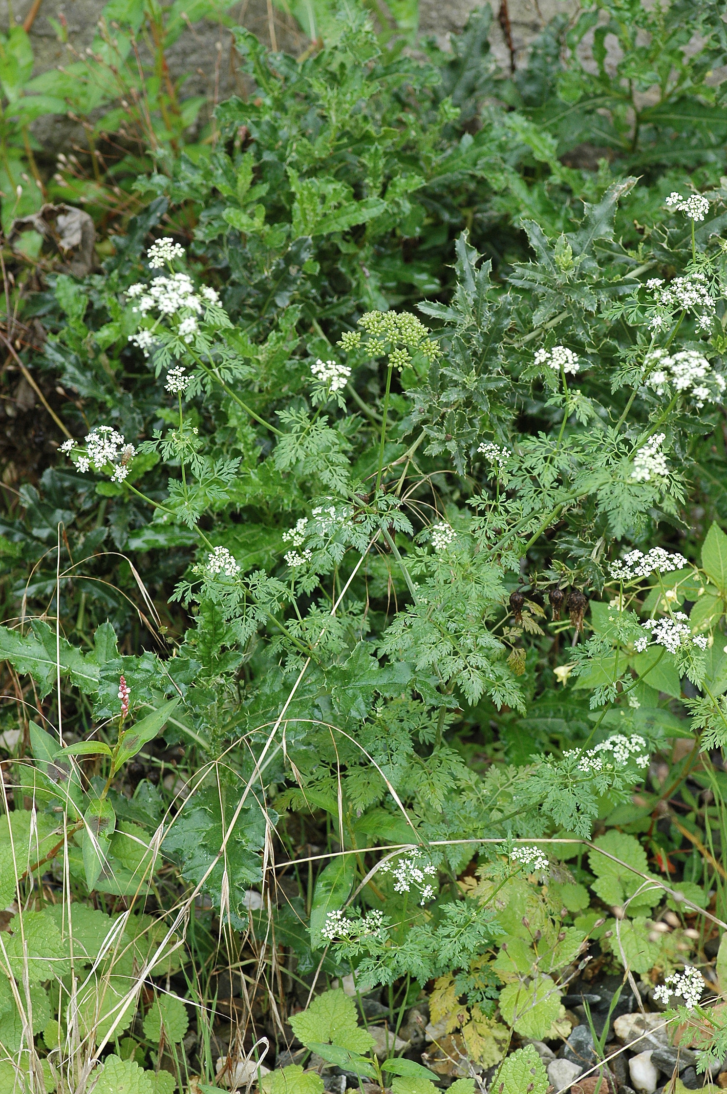 Aethusa cynapium (rights holder: Bas Kers (NL))