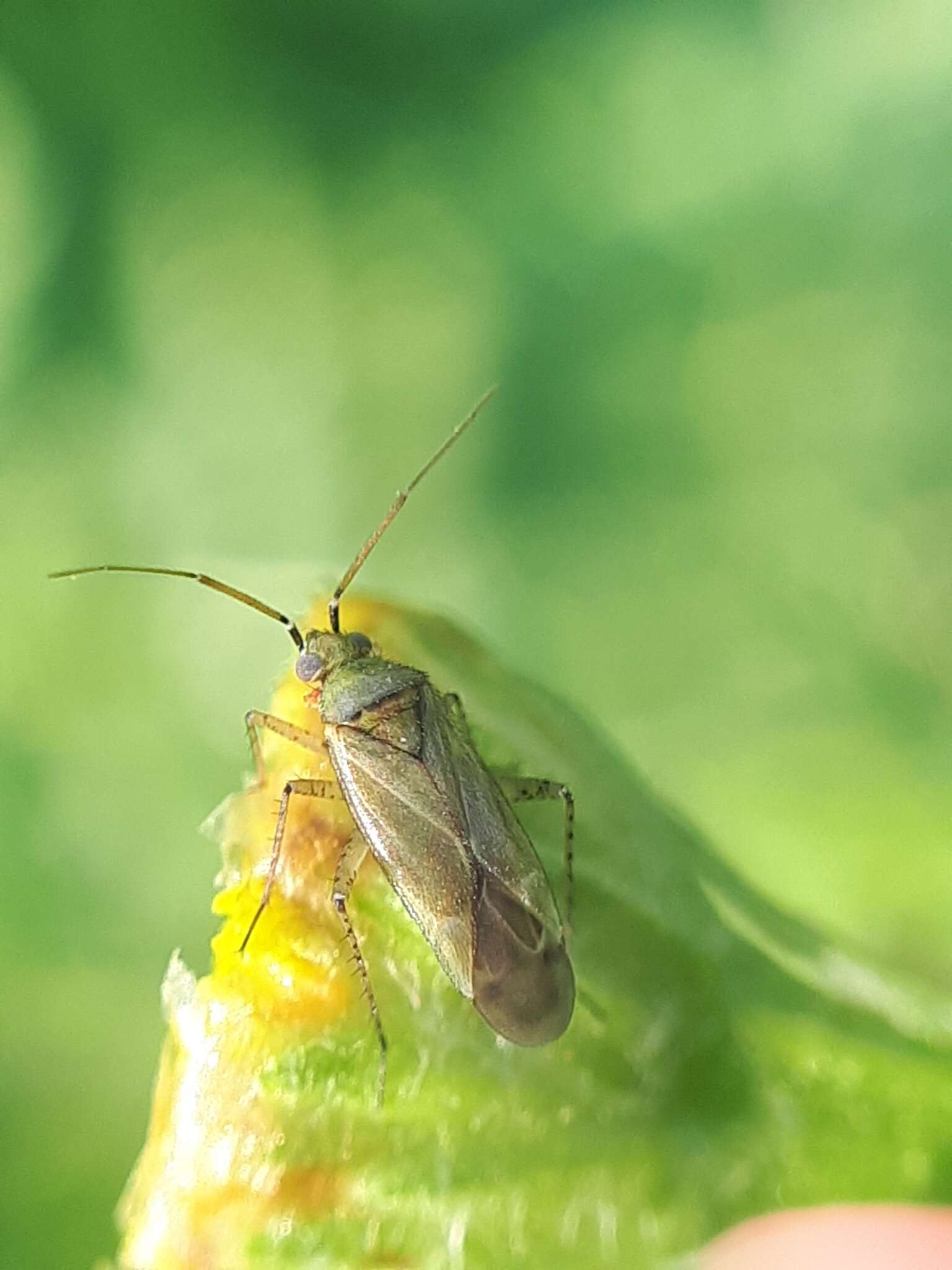 Image of Trefoil Plant Bug