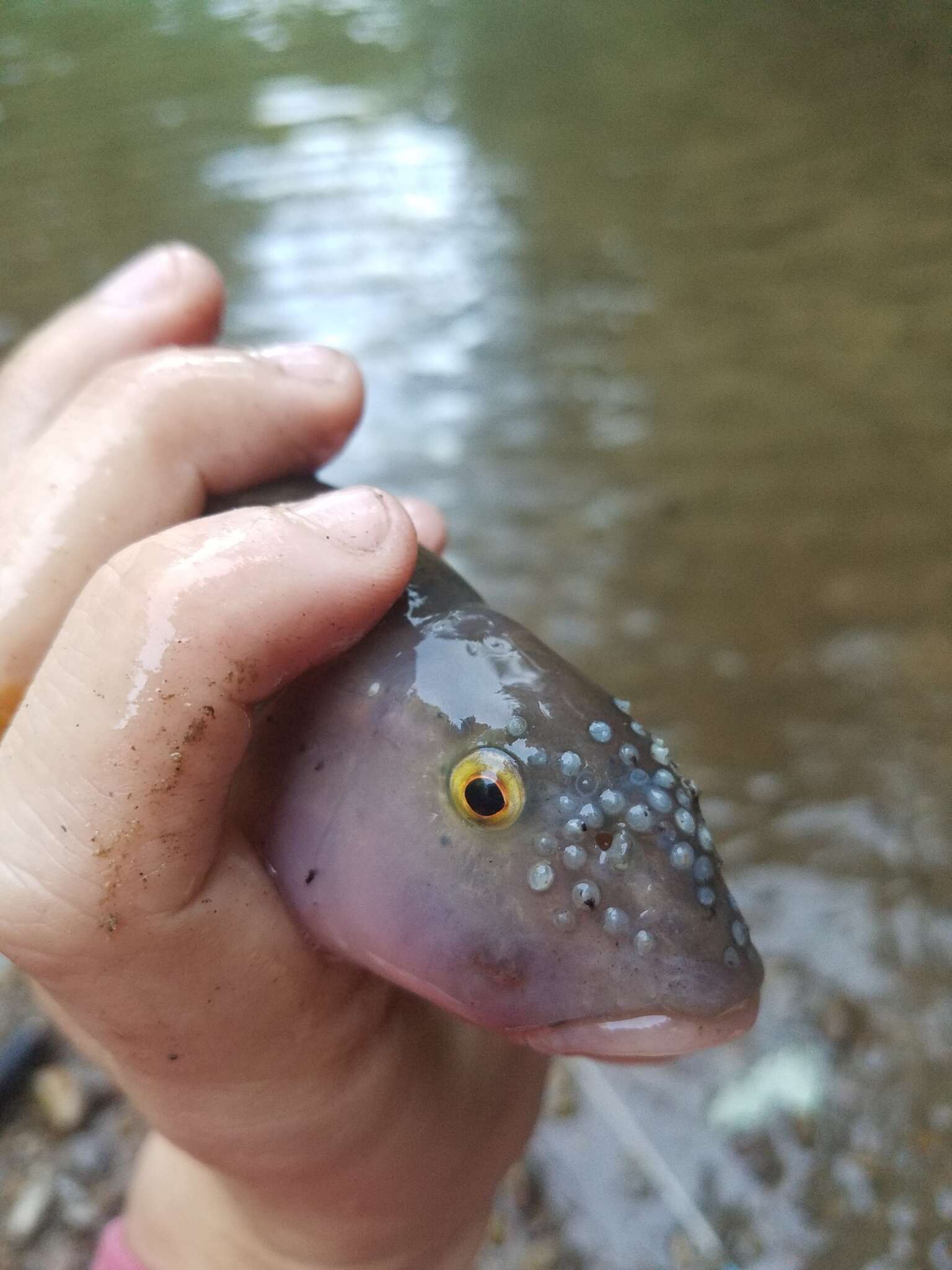 Image of Bigmouth chub