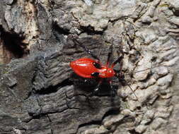 Image of Vesbius sanguinosus Stål 1874