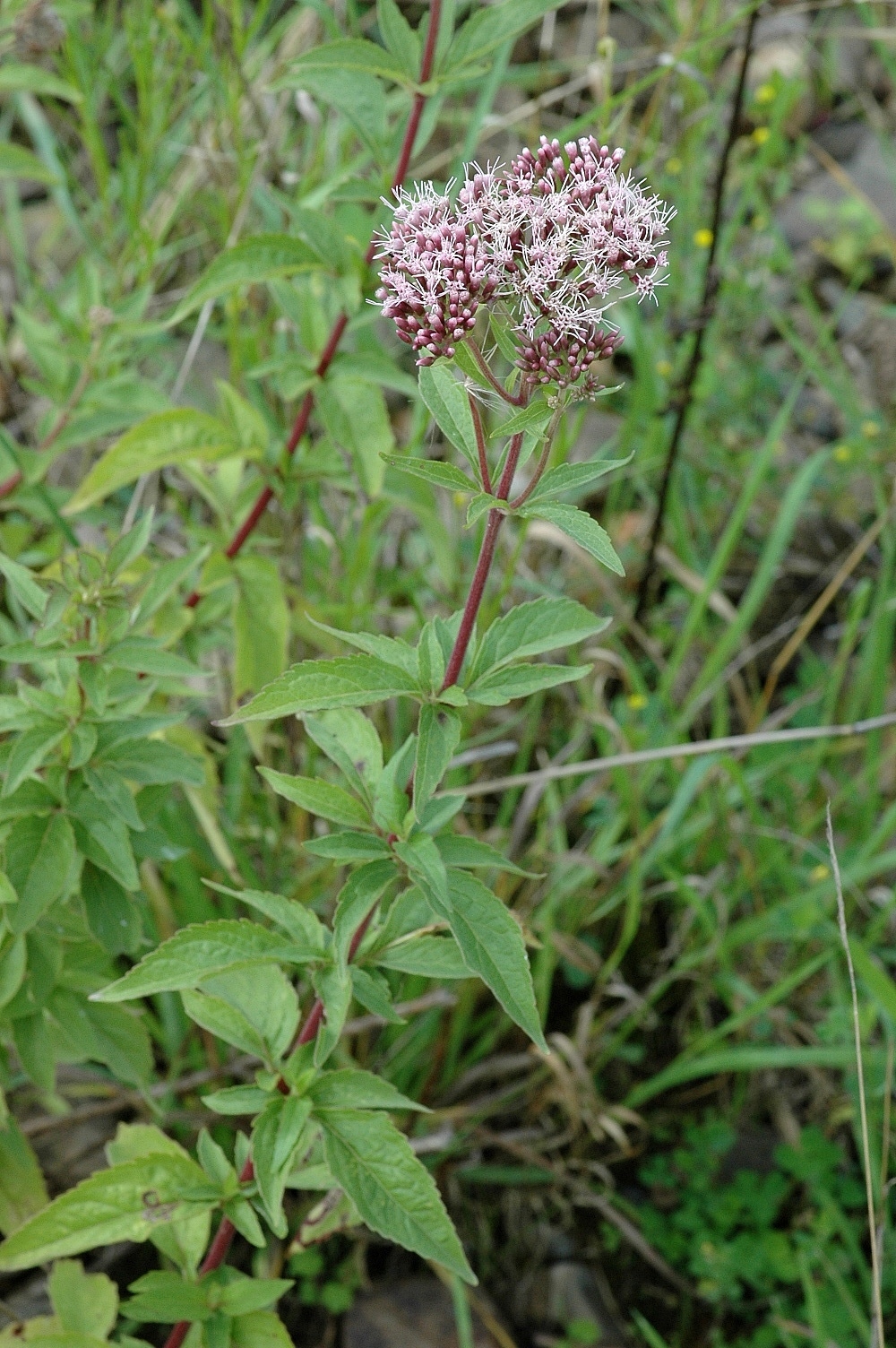 Eupatorium cannabinum (rights holder: Bas Kers (NL))