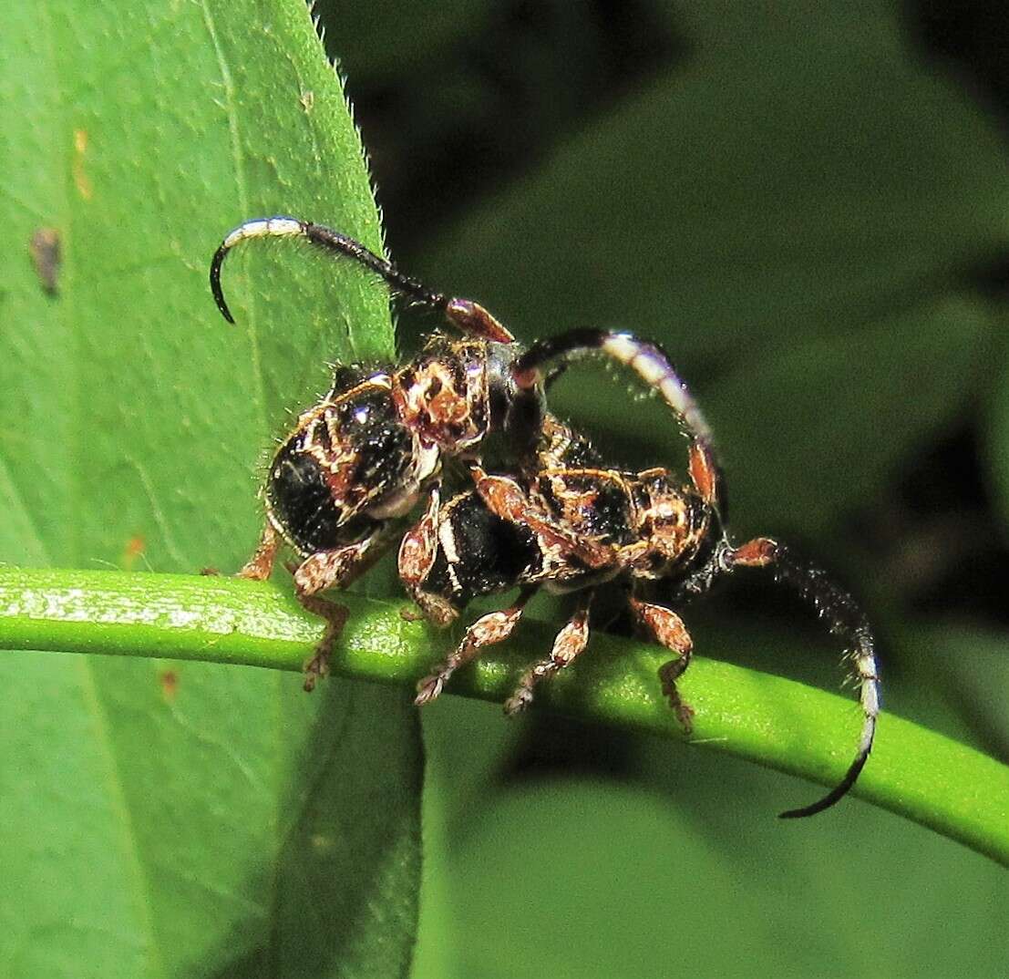 Image of Tessarecphora arachnoides Thomson 1857