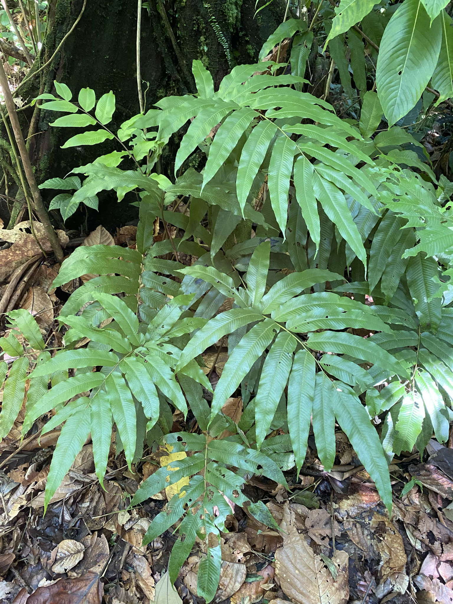 Слика од Meniscium reticulatum (L.) Sw.