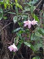 Image of Rhododendron latoucheae Franch.