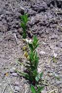 Image of Polygala appressipilis Blake