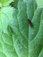 Image of Metallic wood-boring beetle