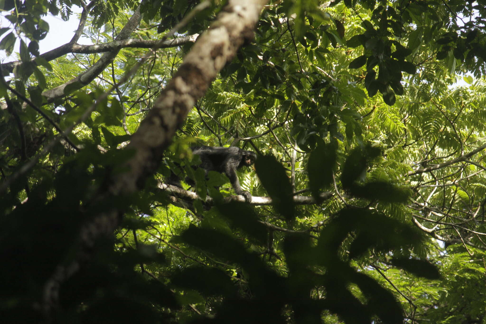 Image of Red-faced Spider Monkey