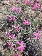 Image of cold-desert phlox