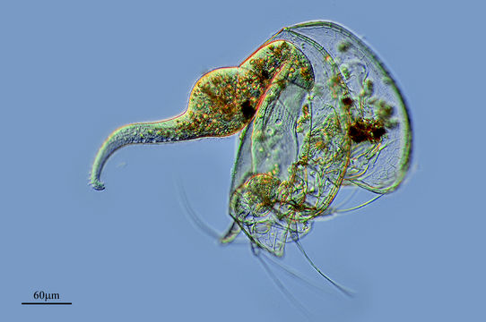 Image of <i>Dileptus anser</i> (O. F. Müller 1786) Dujardin 1841