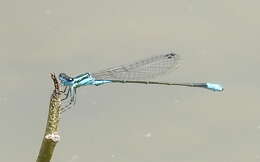 Image of Xiphiagrion cyanomelas Selys 1876