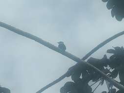 Image of Buff-bellied Puffbird