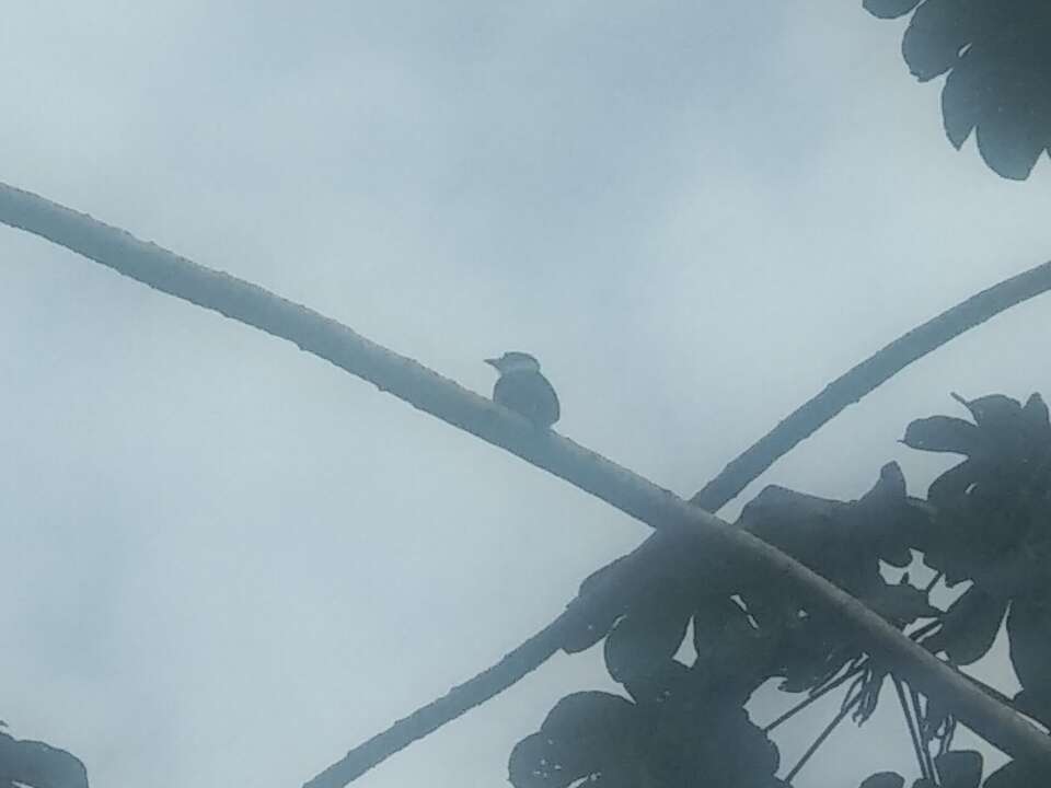 Image of Buff-bellied Puffbird