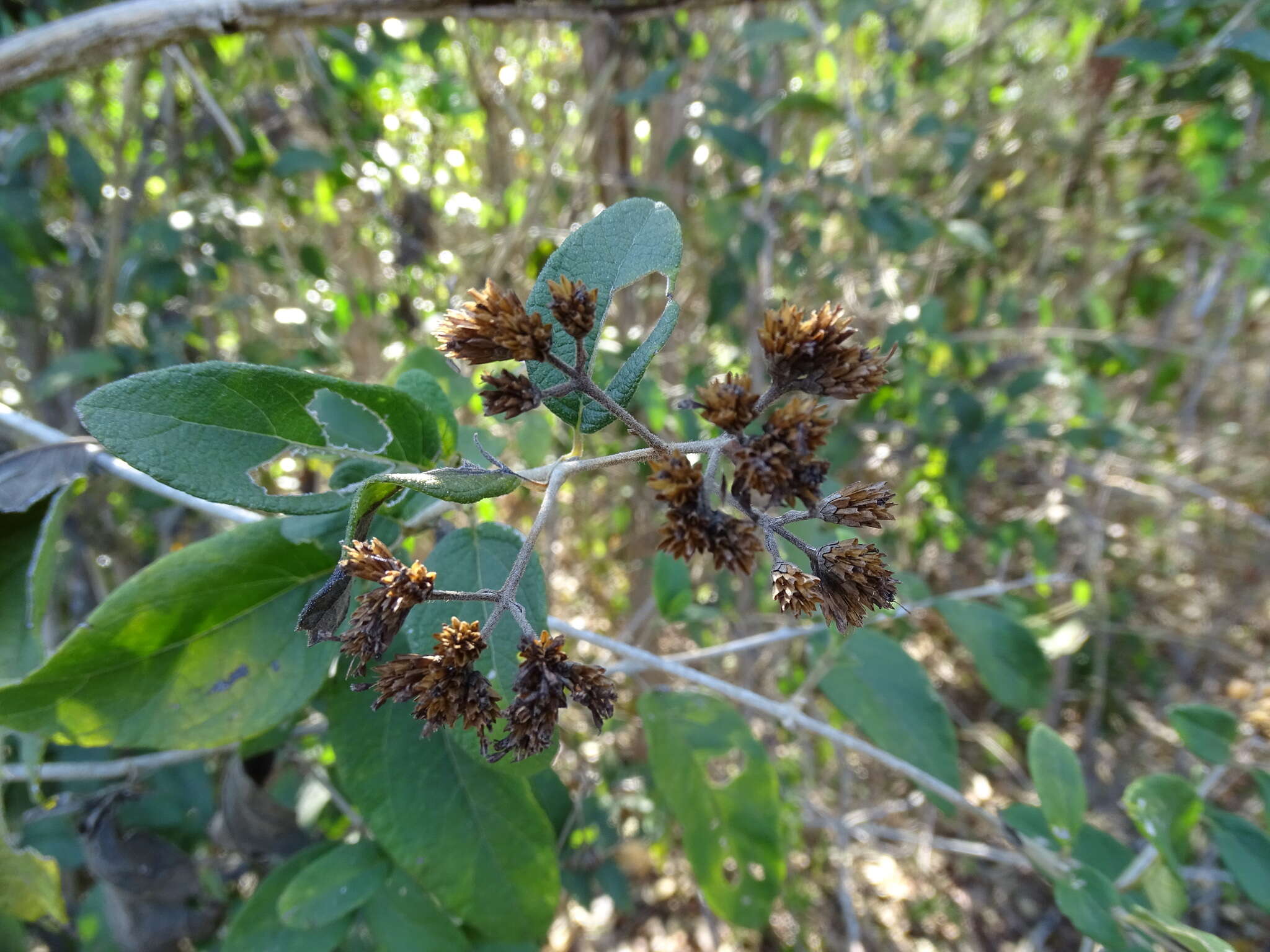 Image of Calea jamaicensis (L.) L.