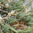 Image of Moehringia bavarica subsp. insubrica (Degen) W. Sauer