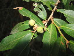 Image of Weeping Cleistanthus