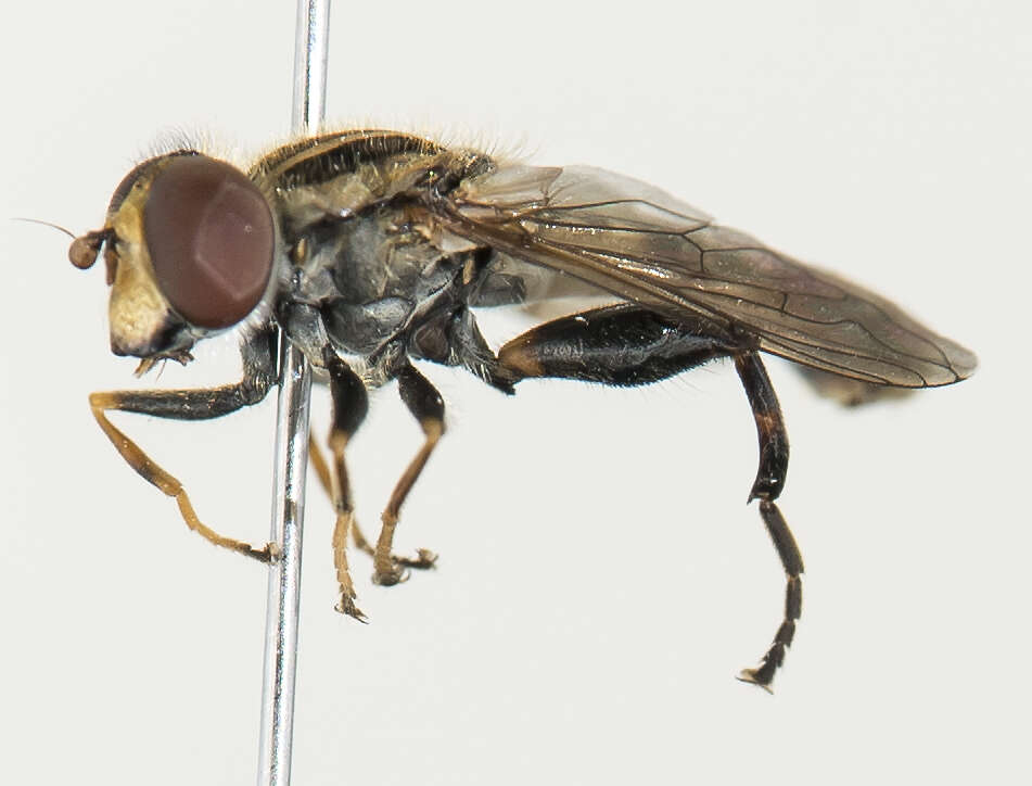 Image of Anasimyia grisescens (Hull 1943)