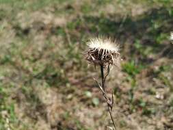 Image of Carlina biebersteinii Bernh. ex Hornem.