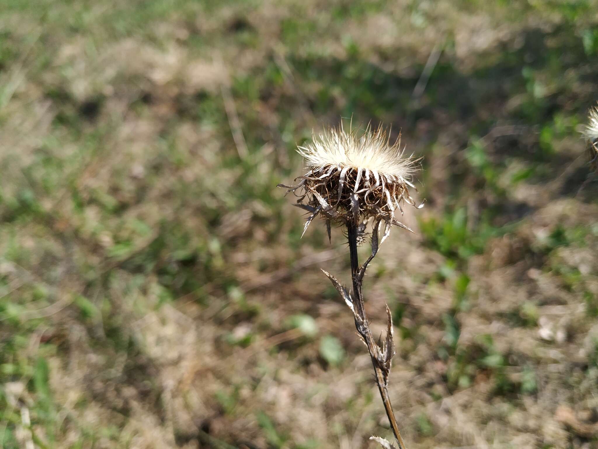 Image of Carlina biebersteinii Bernh. ex Hornem.