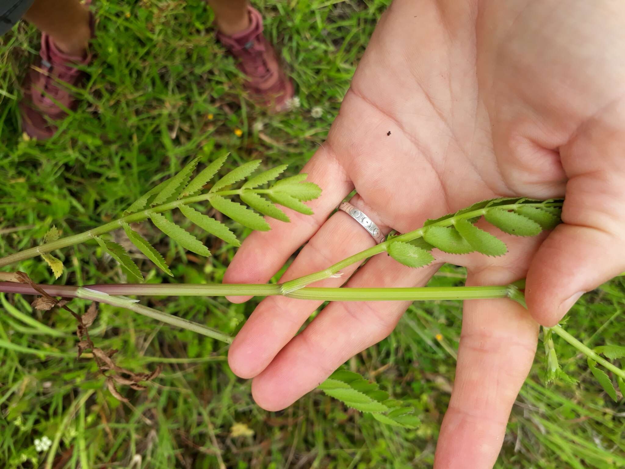 Imagem de Berula erecta subsp. thunbergii (DC.) B. L. Burtt