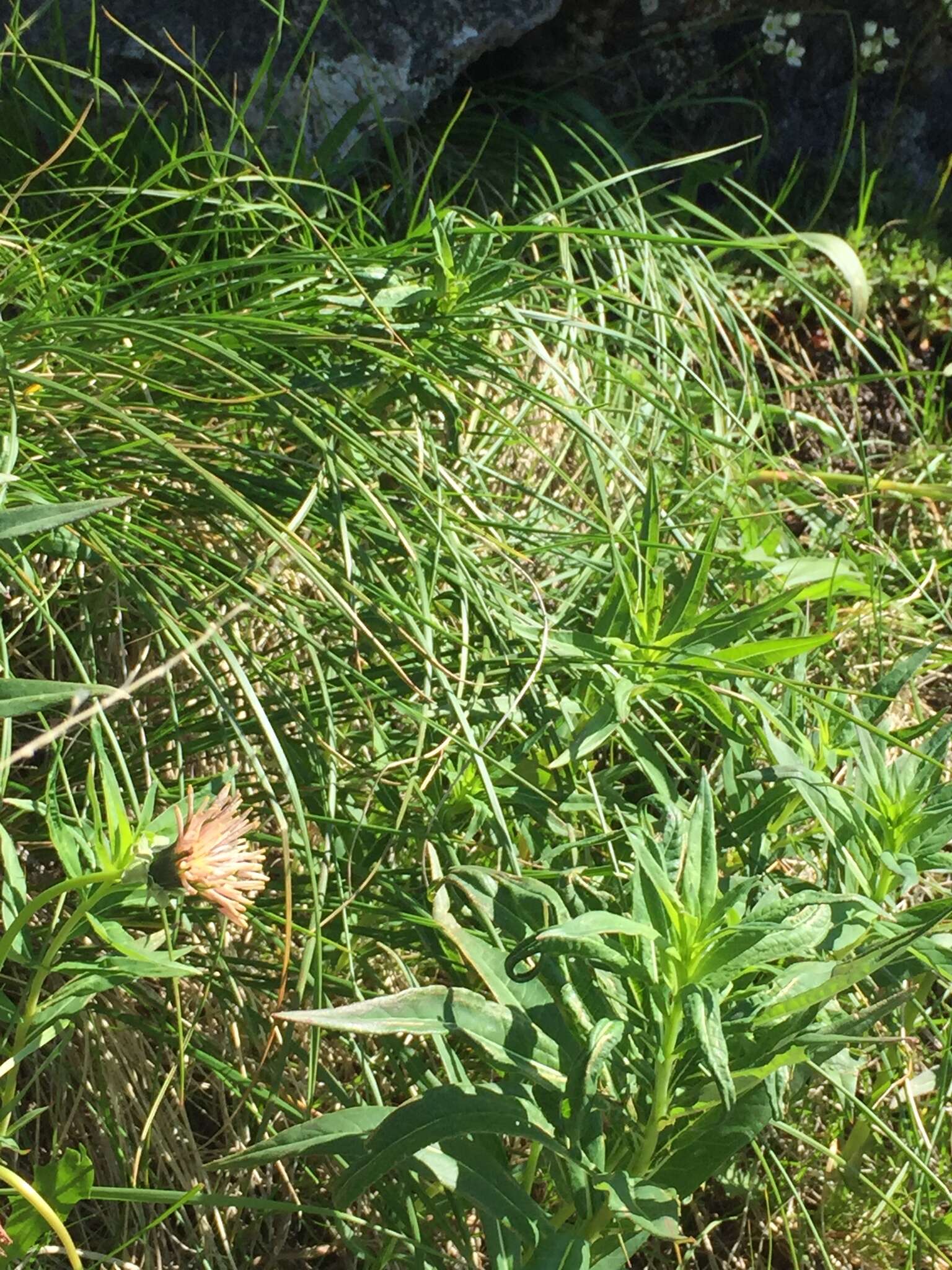 Image of fleshy dandelion