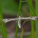 Image of Platyptilia (Alucita) tesseradactyla (Linnaeus 1761)