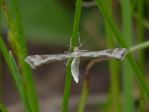 Image de Platyptilia (Alucita) tesseradactyla (Linnaeus 1761)