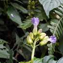 Image of Rhynchoglossum azureum (Schltdl.) B. L. Burtt