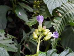 Image of Rhynchoglossum azureum (Schltdl.) B. L. Burtt